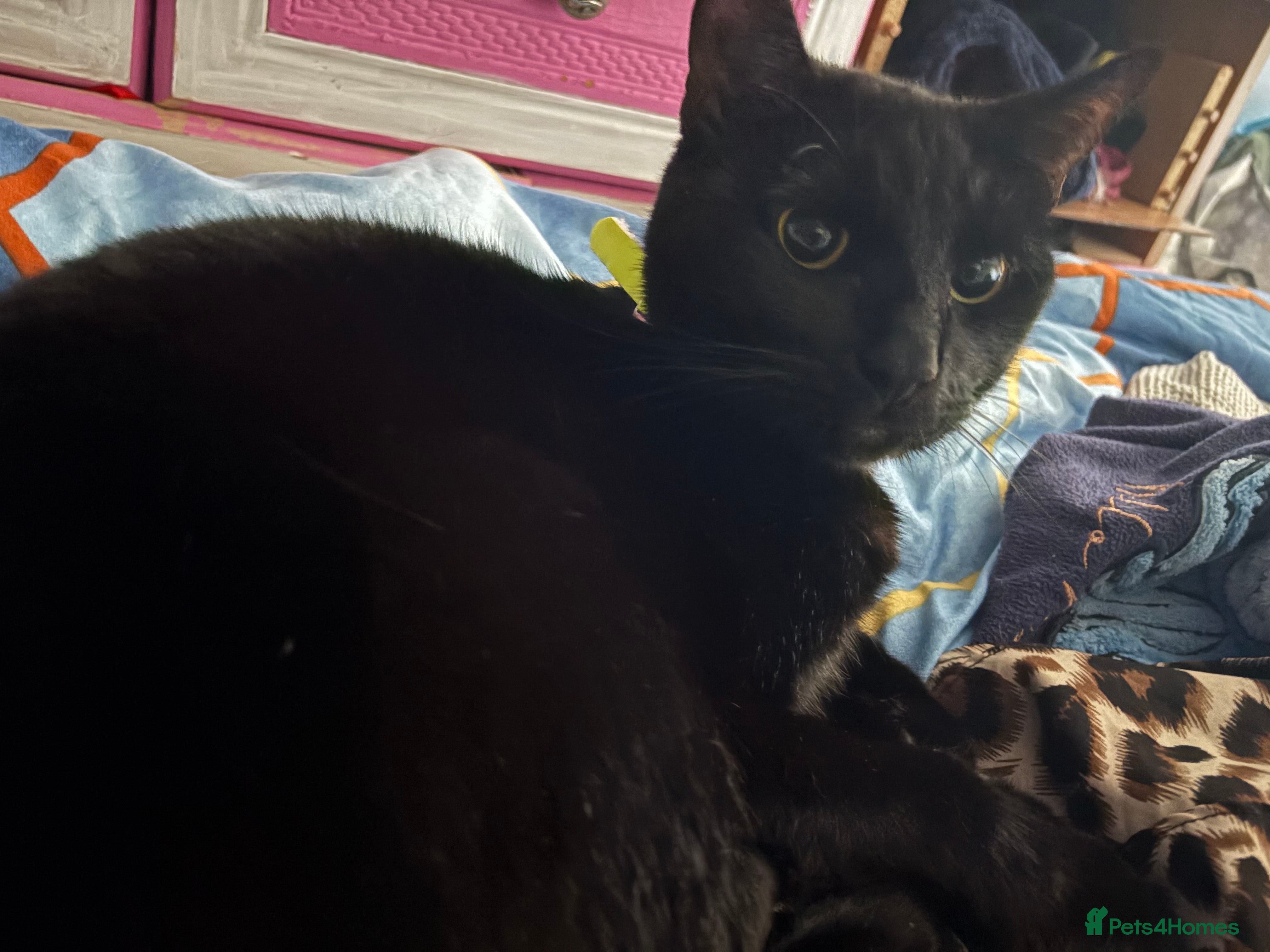 British Shorthair cats Black male neutered cat  - Advert 11