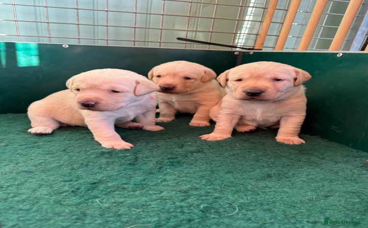 Labrador Retriever dogs - Advert 13