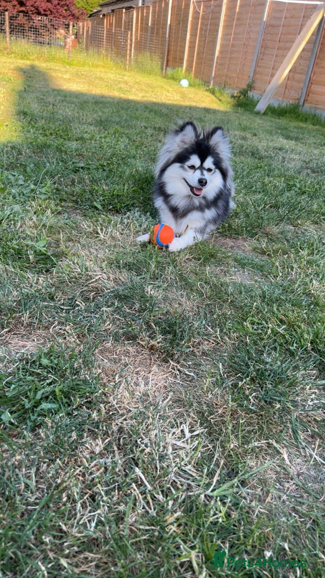 Pomsky dogs for sale: 3 Pomsky Adults  - Image 4