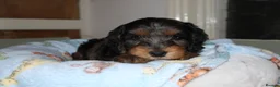 Cocker Spaniel dogs for sale: Gorgeous Schnocker puppies - Advert 2
