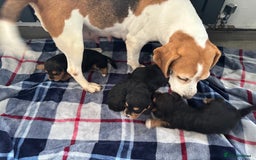 Mixed Breed dogs for sale: Beagle x poodle puppies  - Image 2