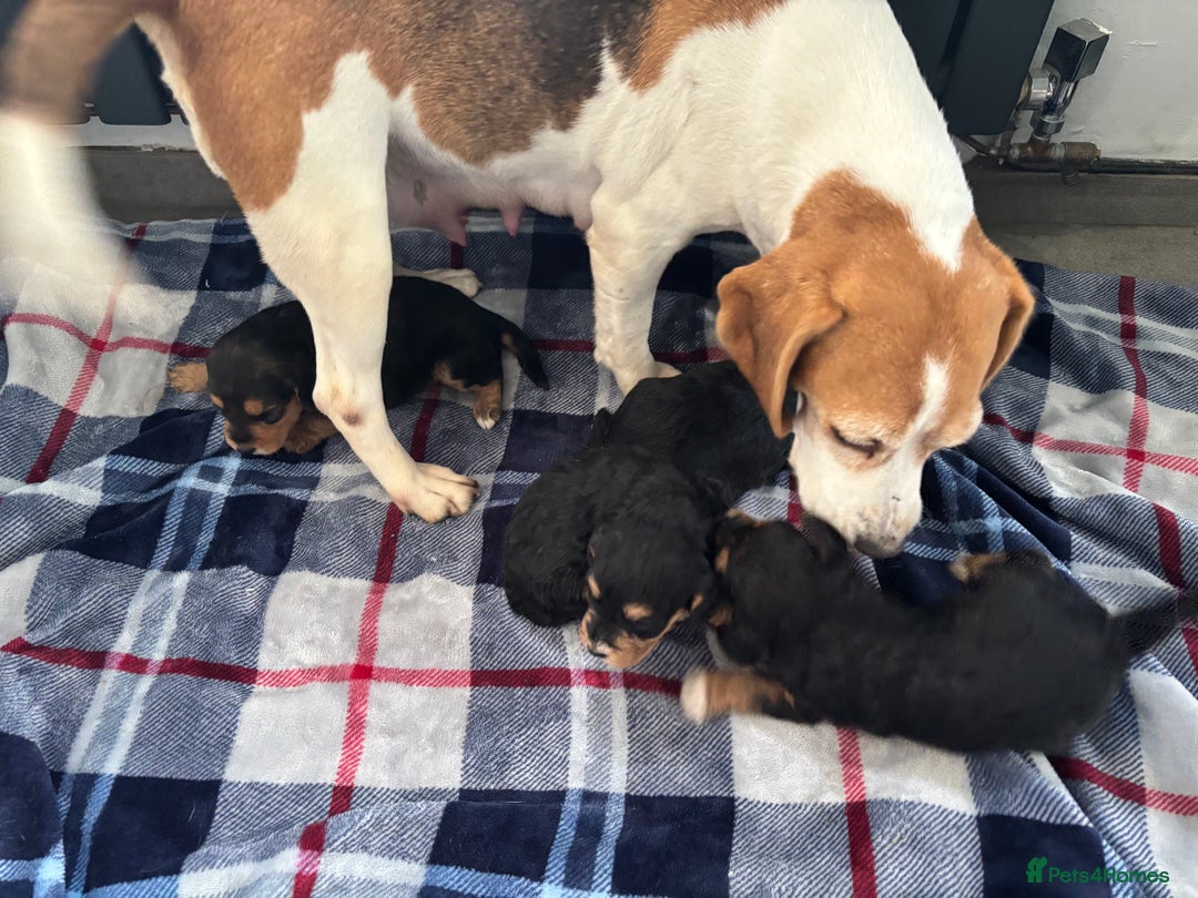 Mixed Breed dogs for sale: Beagle x poodle puppies  - Image 2