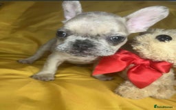 French Bulldog dogs for sale: 🐾 French Bulldog Puppies for Sale - Image 13