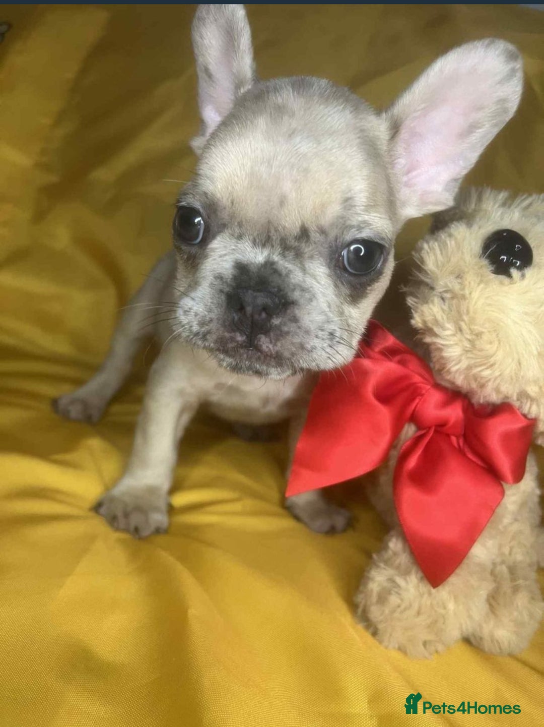 French Bulldog dogs for sale: 🐾 French Bulldog Puppies for Sale - Image 13