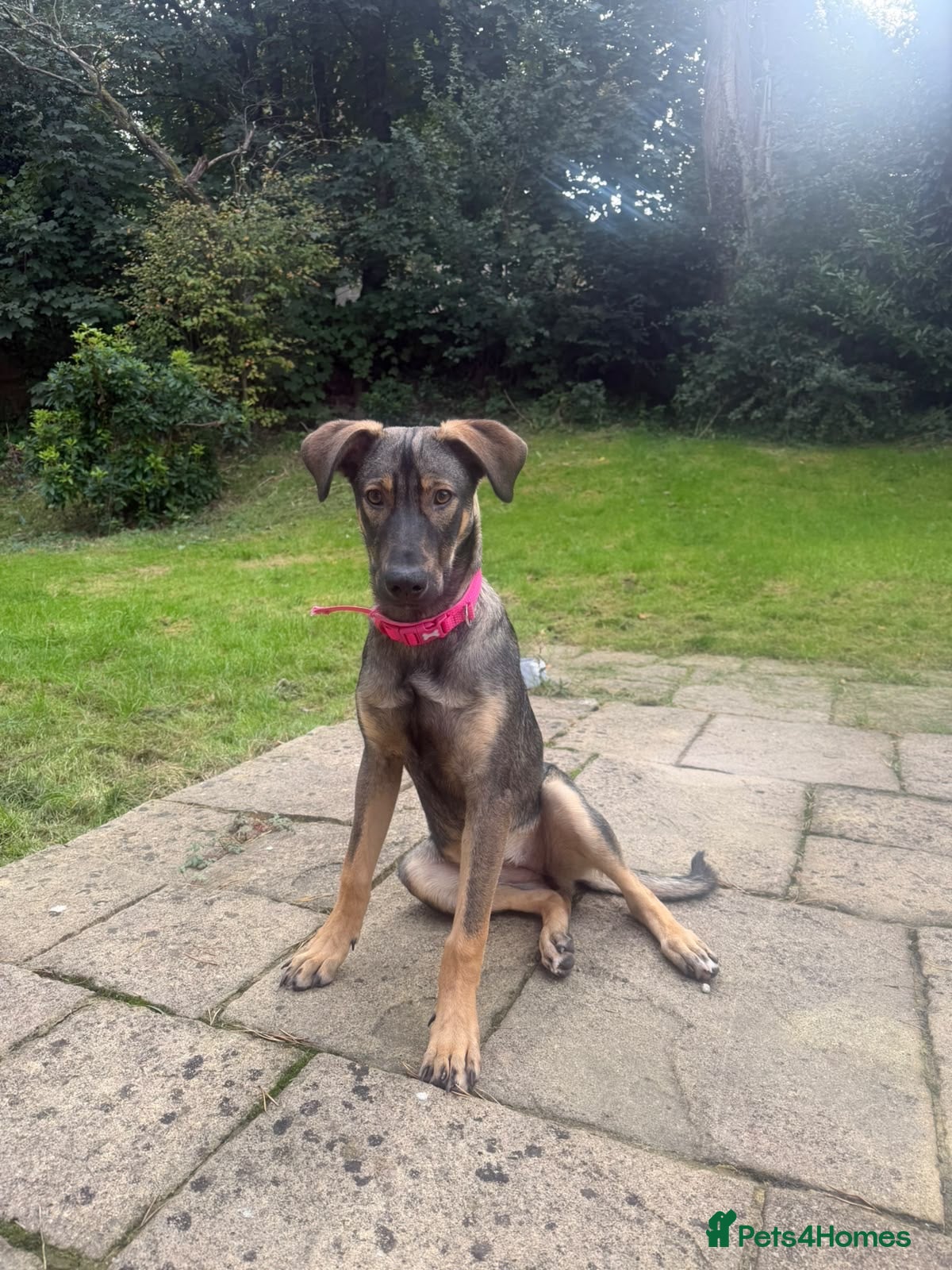 Mixed Breed dogs Elora 🌸 - Advert 1
