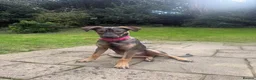 Mixed Breed dogs for adoption: Elora 🌸 in Saint Leonards-on-sea - Advert 1