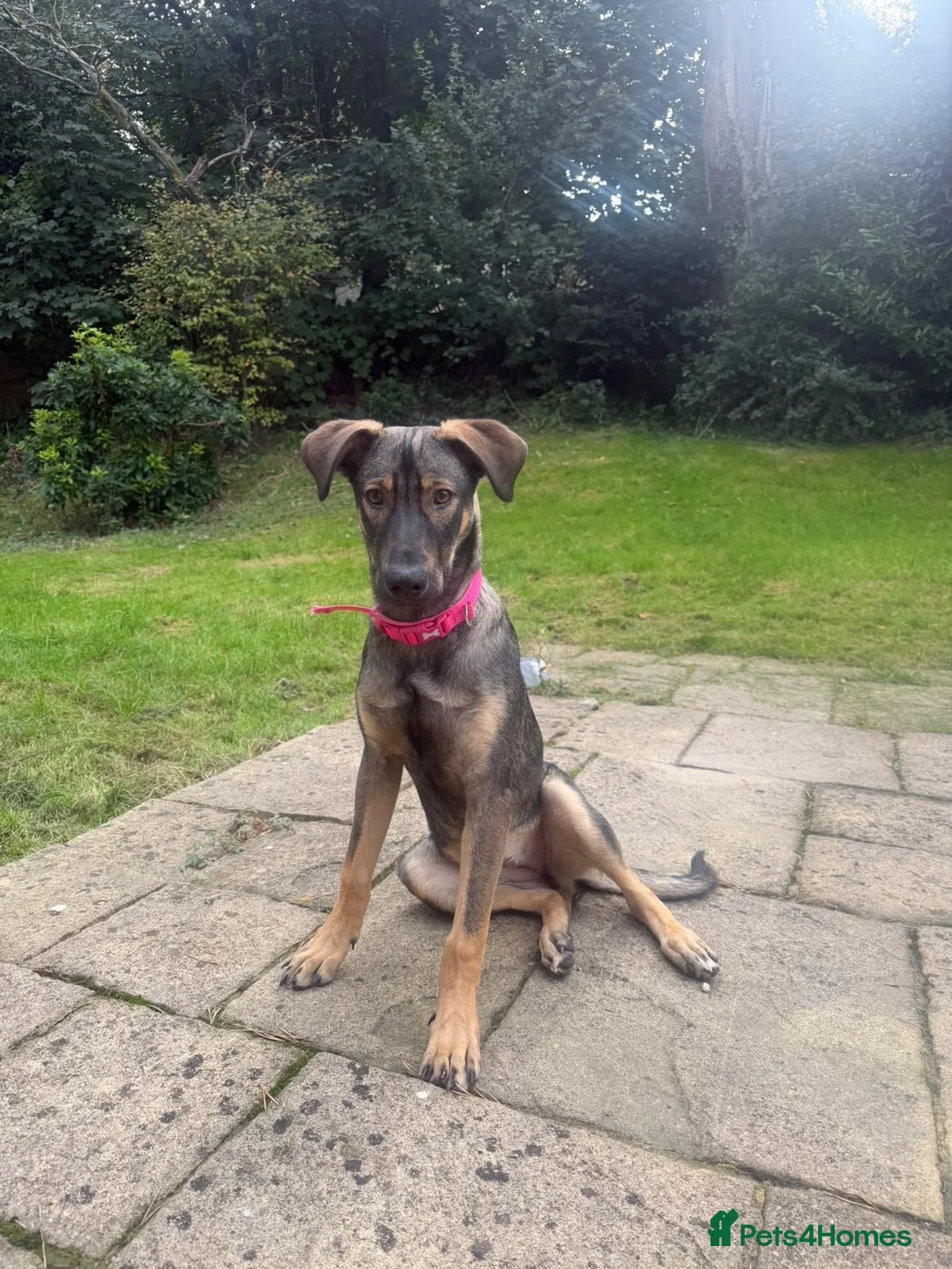 Mixed Breed dogs for adoption: Elora 🌸 in Saint Leonards-on-sea - Advert 1