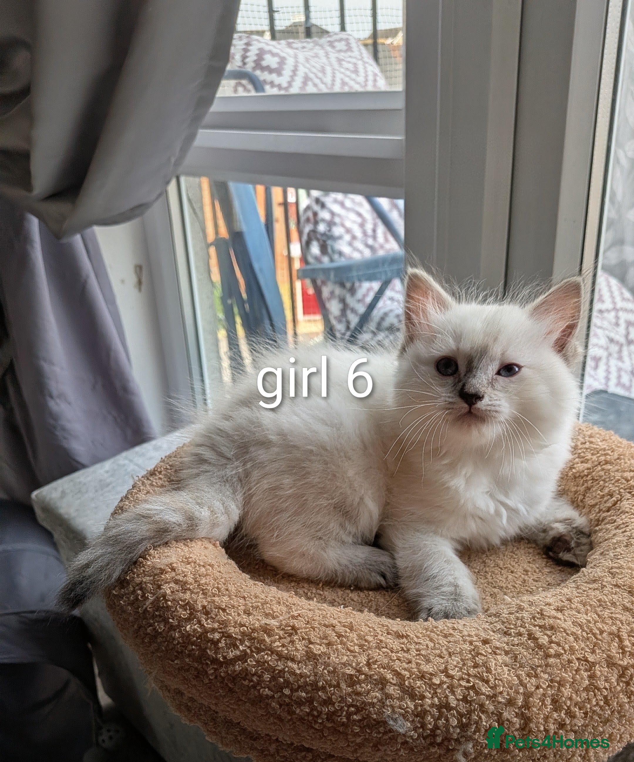 Ragdoll cats 6 beautiful pedigree kittens - Advert 1