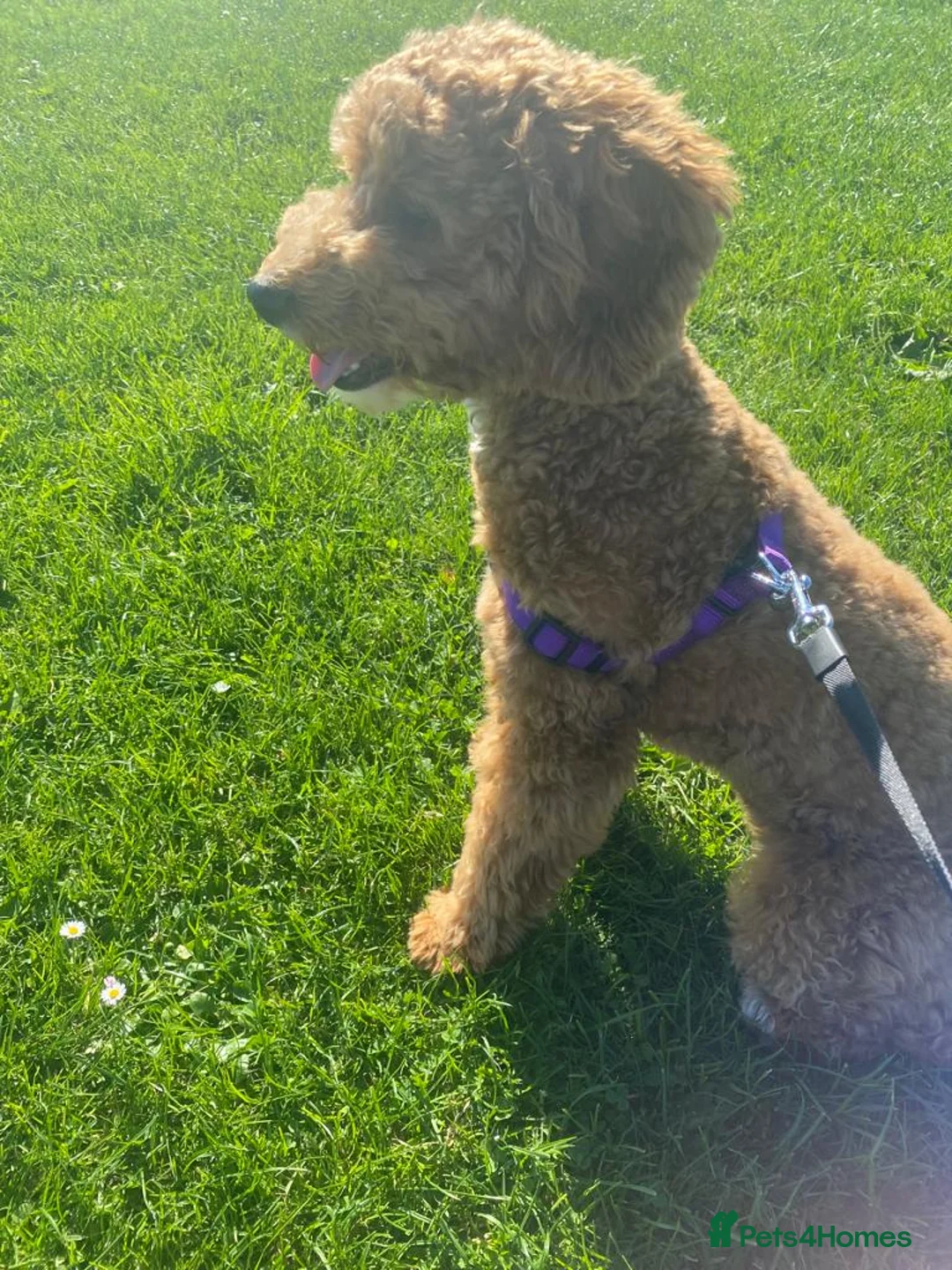 Cavapoo dogs for sale: Cavapoo puppy in Newry - Advert 3