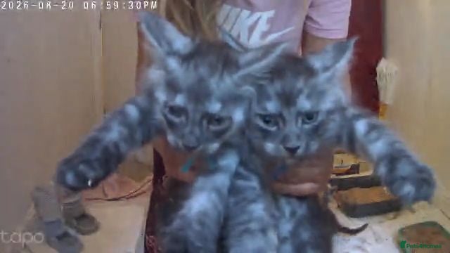 Maine Coon cats TICA Registered Maine Coon Kittens. - Advert 3
