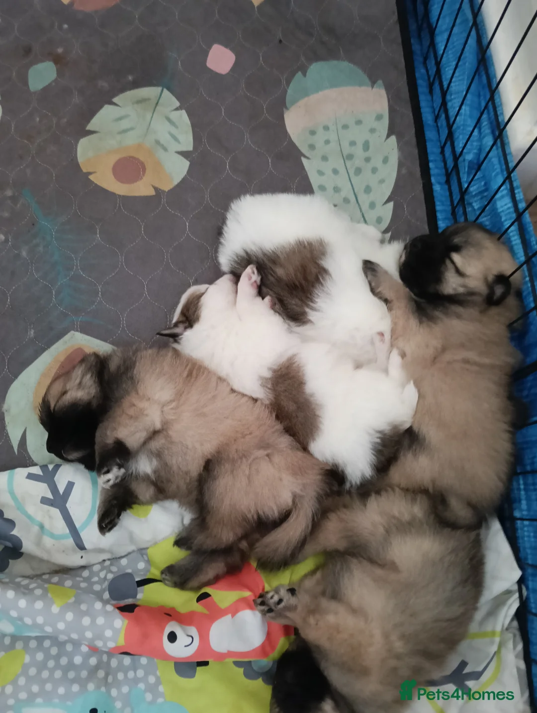 Pomeranian dogs for sale: Pomeranian puppies  - Advert 2