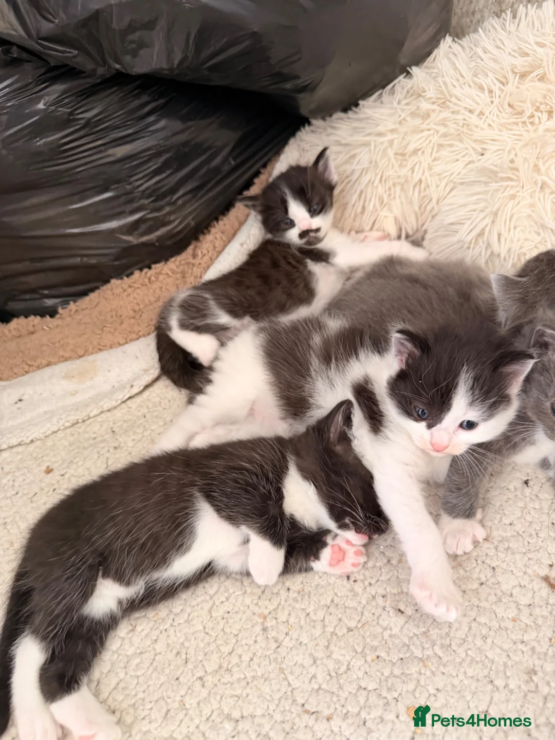 Ragdoll cats for sale: Half ragdoll kittens  - Advert 2
