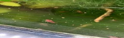 Shrimps fish for sale: Cherry red shrimp for sale  - Advert 2