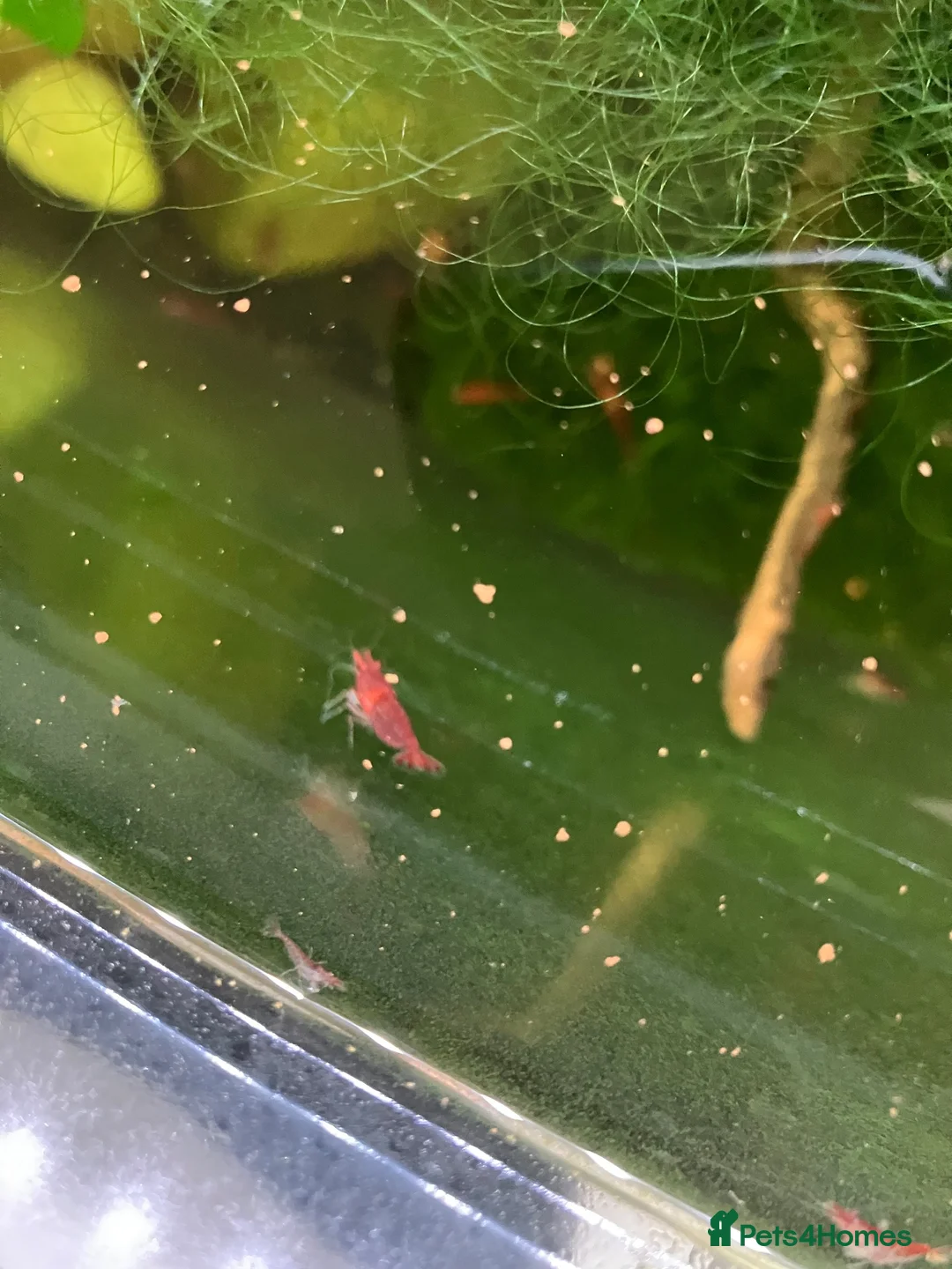 Shrimps fish for sale: Cherry red shrimp for sale  - Advert 2