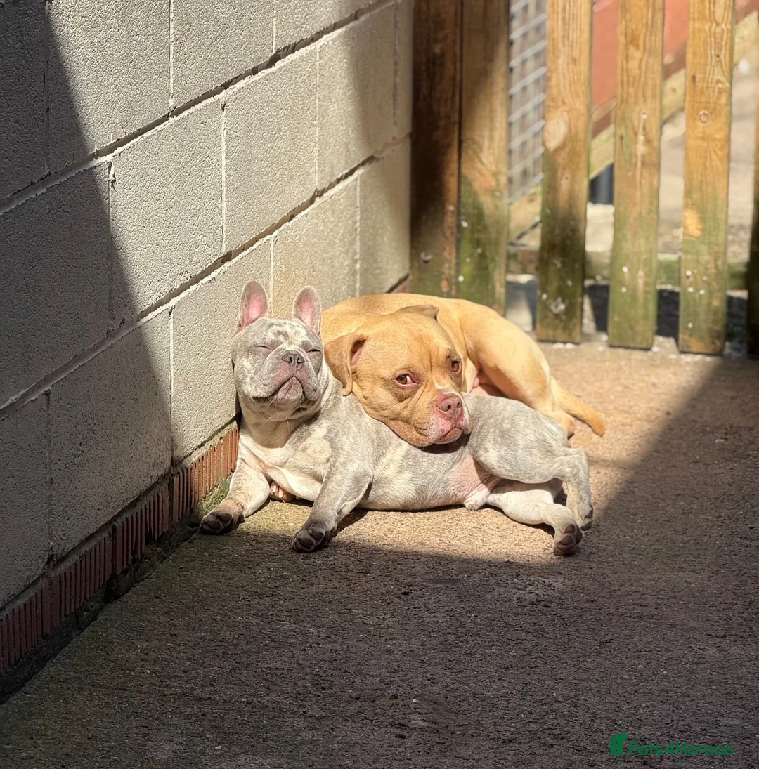 French Bulldog dogs for sale: One year old French bulldog  - Advert 4