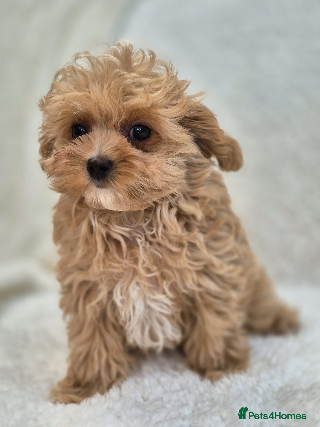 Maltipoo dogs for sale: Beautiful Teddy Bear Asian/Korean Maltipoo Puppy - Image 6
