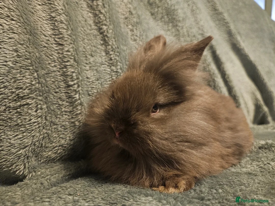 Lionhead rabbits for sale: Pure Lion head chocolate   **10 weeks ready **  - Advert 4