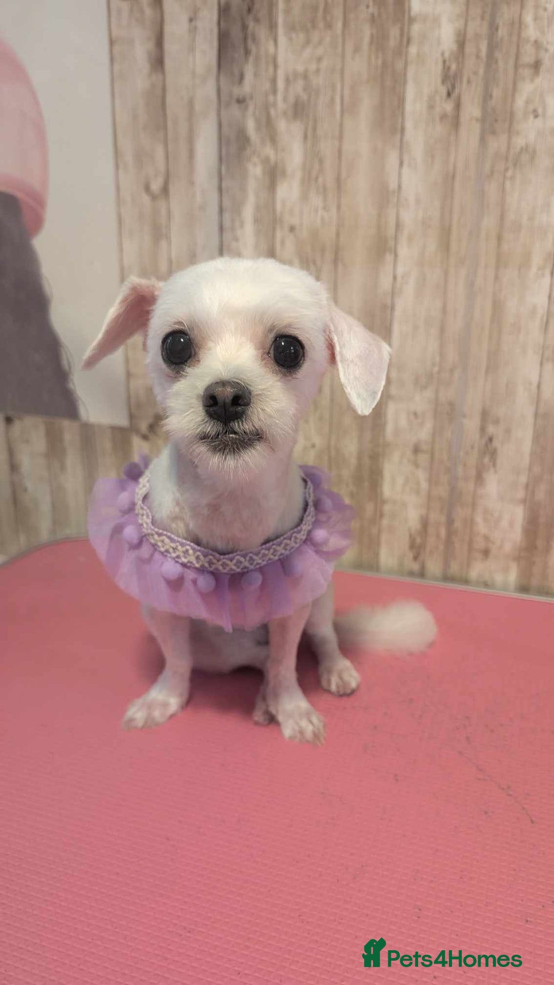 Bichon Frise dogs for sale: Lovely female bichon frise 2 years old - Advert 2