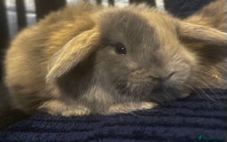 Mini Lop rabbits for sale: GORGEOUS MINI LOPS READY TO RESERVE - Image 5