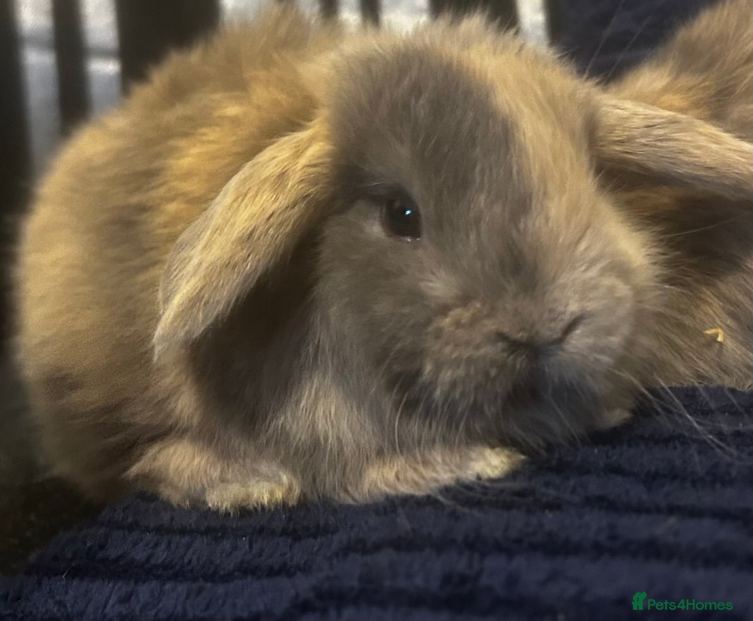 Mini Lop rabbits for sale: GORGEOUS MINI LOPS READY TO RESERVE - Image 5