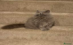 British Shorthair cats for sale: Beautiful British longhair female - Image 8