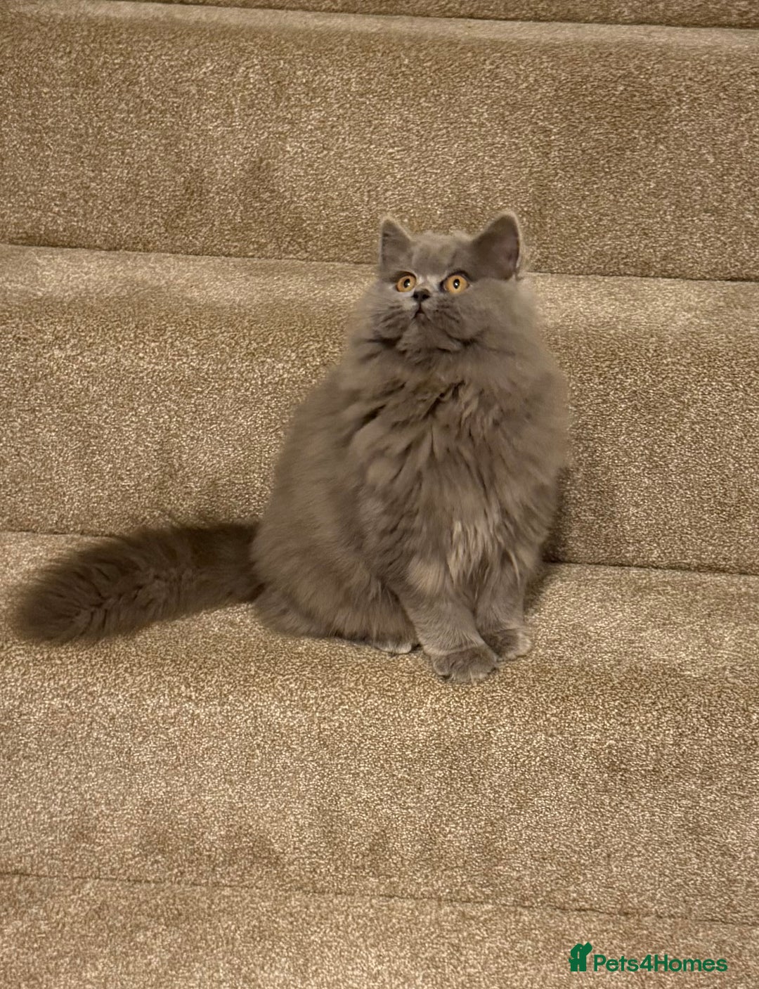 British Shorthair cats for sale: Beautiful British longhair female - Image 8
