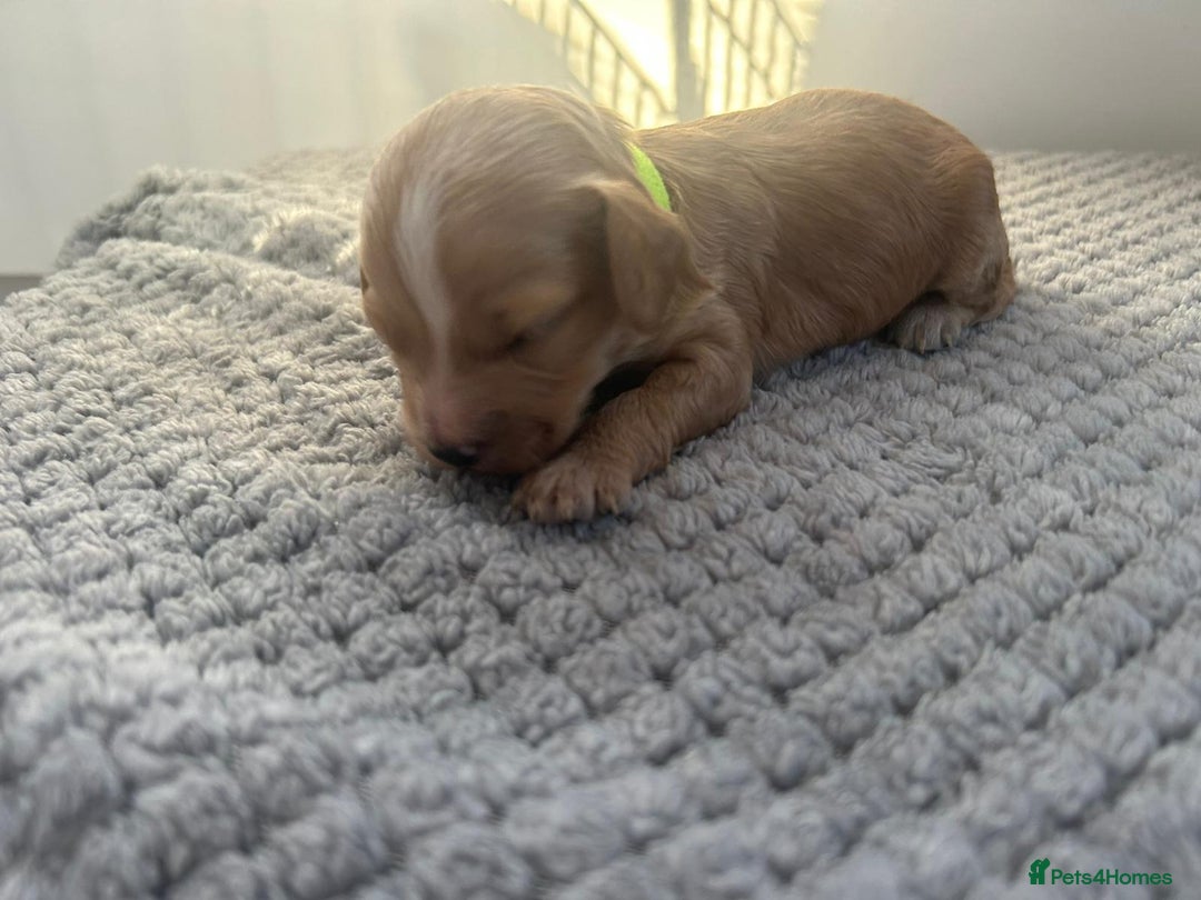 Mixed Breed dogs for sale: Apricot Cockapoo puppies ready to leave 6th march  - Advert 31