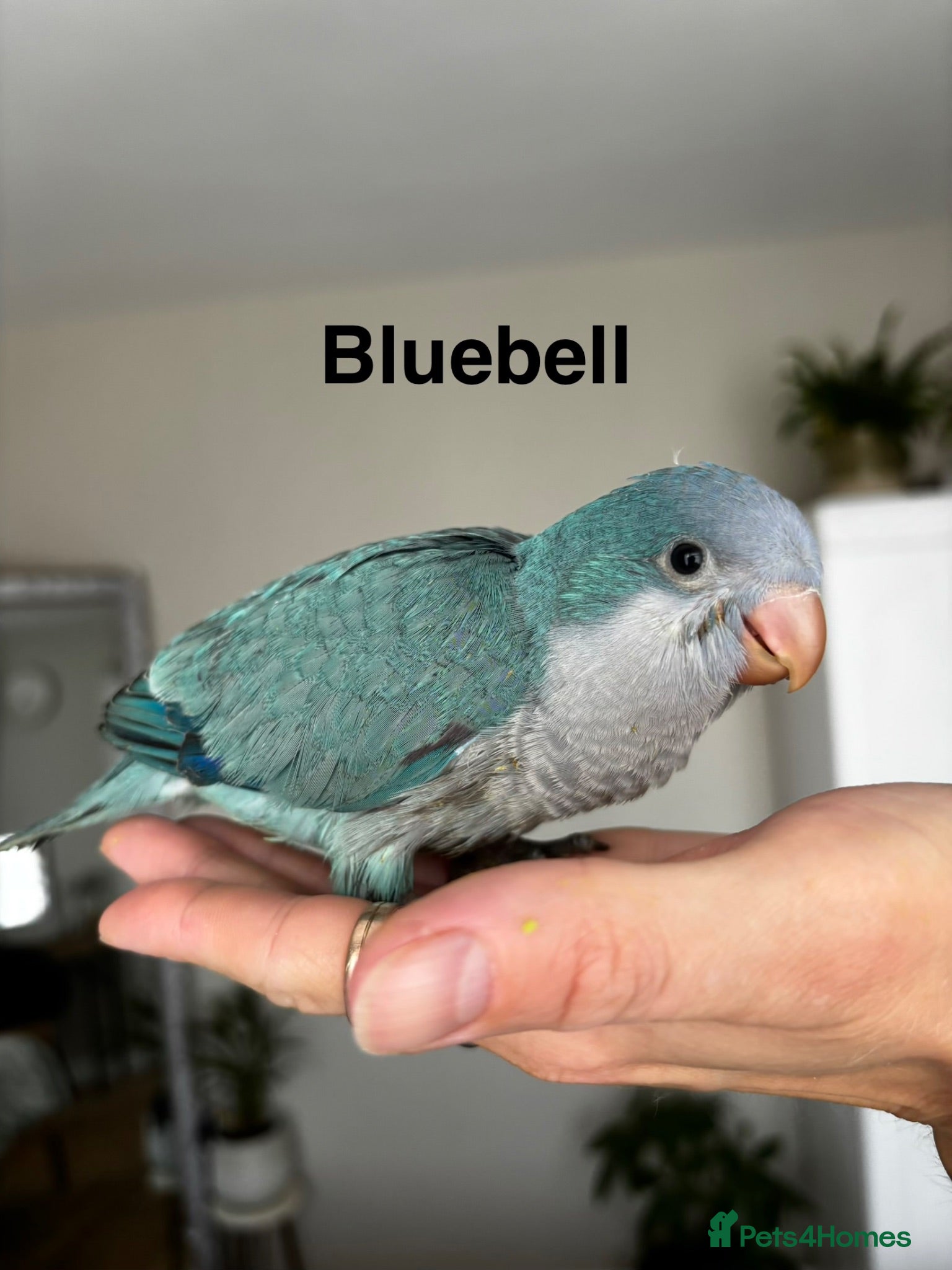 Parrots birds Stunning Quaker babies for sale! - Advert 19