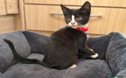 British Shorthair cats for sale: Gorgeous British Shorthair kittens! - Image 1