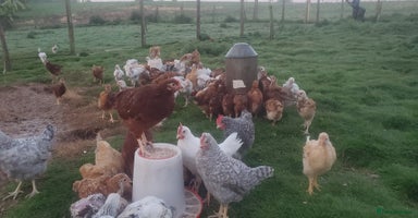 Chickens poultry - Advert 9