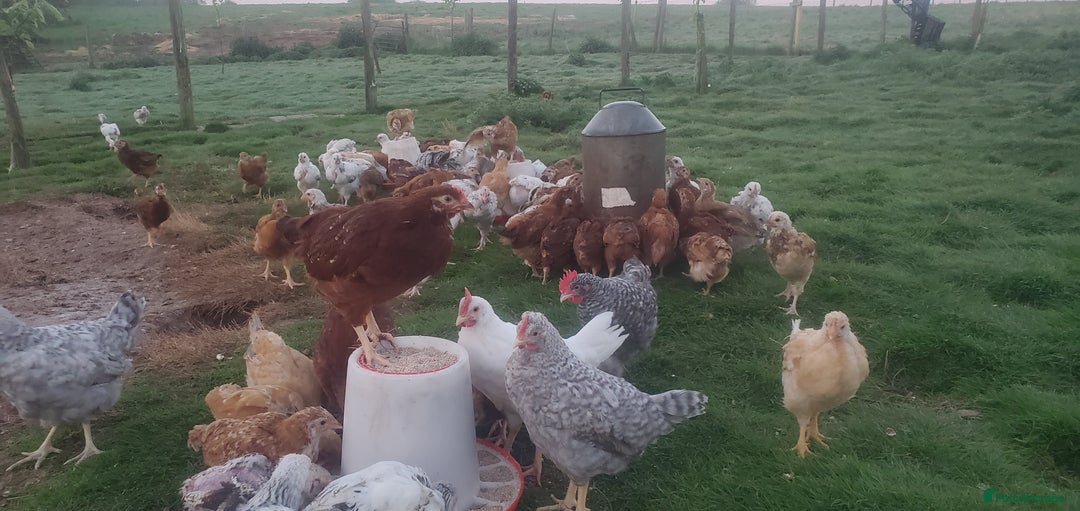 Chickens poultry for sale: 5 to 8 weeks old Pullets of Various Breeds - Image 2