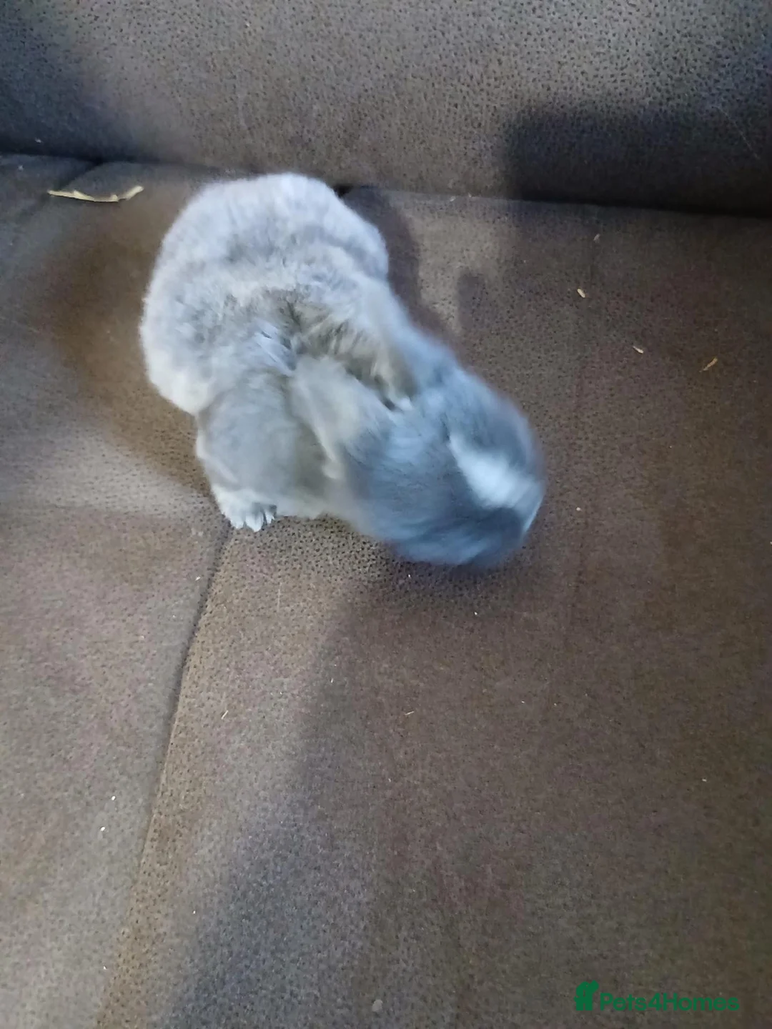 Mixed Breed rabbits for sale: mixed rabbits - Advert 2