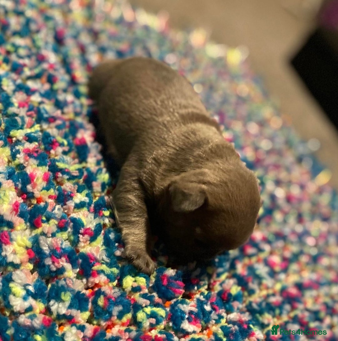 French Bulldog dogs for sale: French bulldog pup - Advert 10