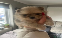 Pomeranian dogs for sale: 💙 Adorable Merle Pomeranian Puppy for Sale 💙 - Image 5