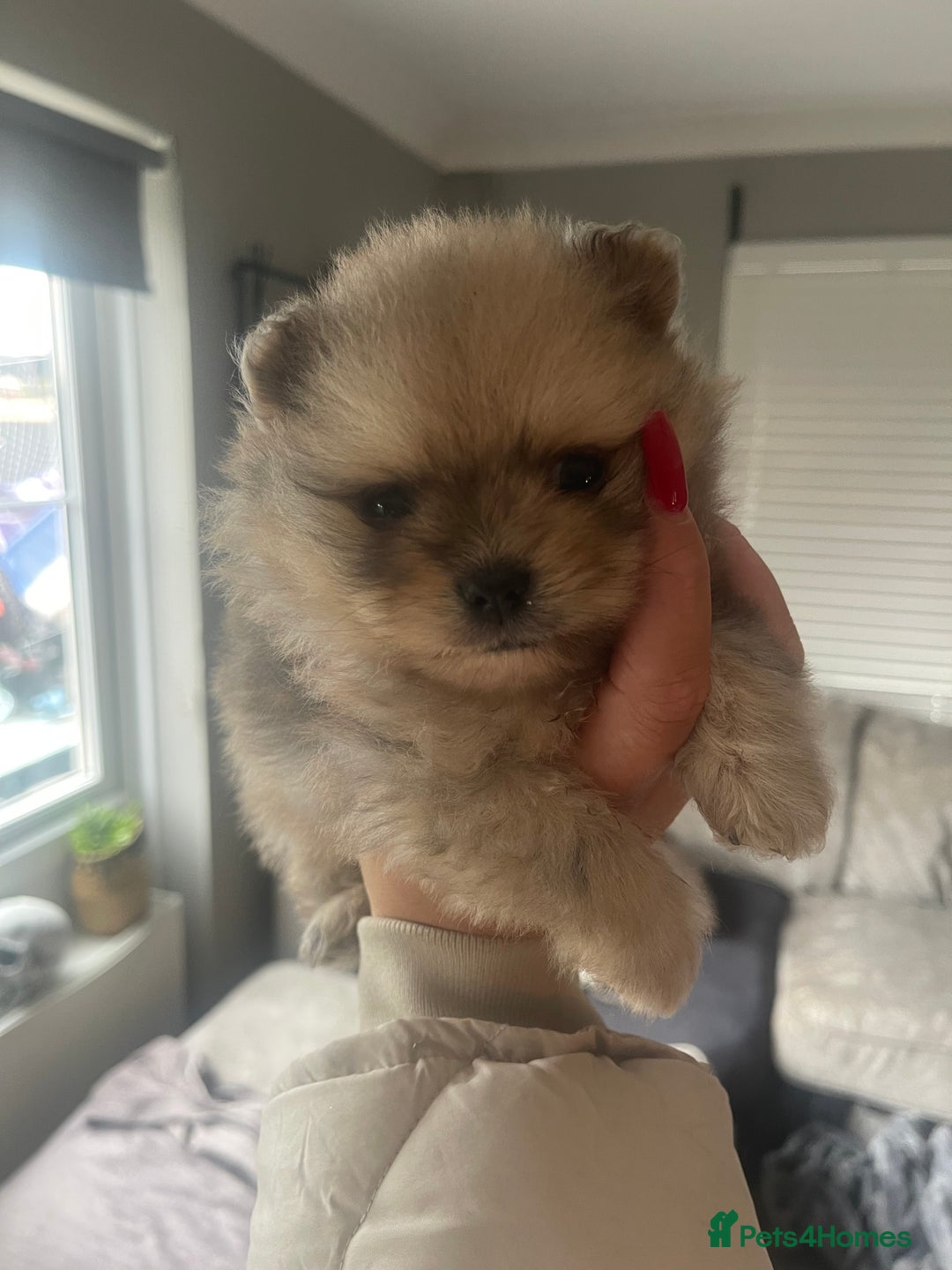 Pomeranian dogs for sale: 💙 Adorable Merle Pomeranian Puppy for Sale 💙 - Image 5
