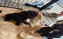 Cockapoo dogs for sale: Beautiful litter of f2 Cockapoo puppies  - Image 7