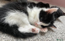 Mixed Breed cats for sale: Four beautiful kittens  - Image 9