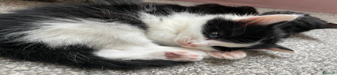 Mixed Breed Kitten 3