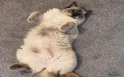 Ragdoll cats for sale: 3 year old Female Ragdoll - Image 1