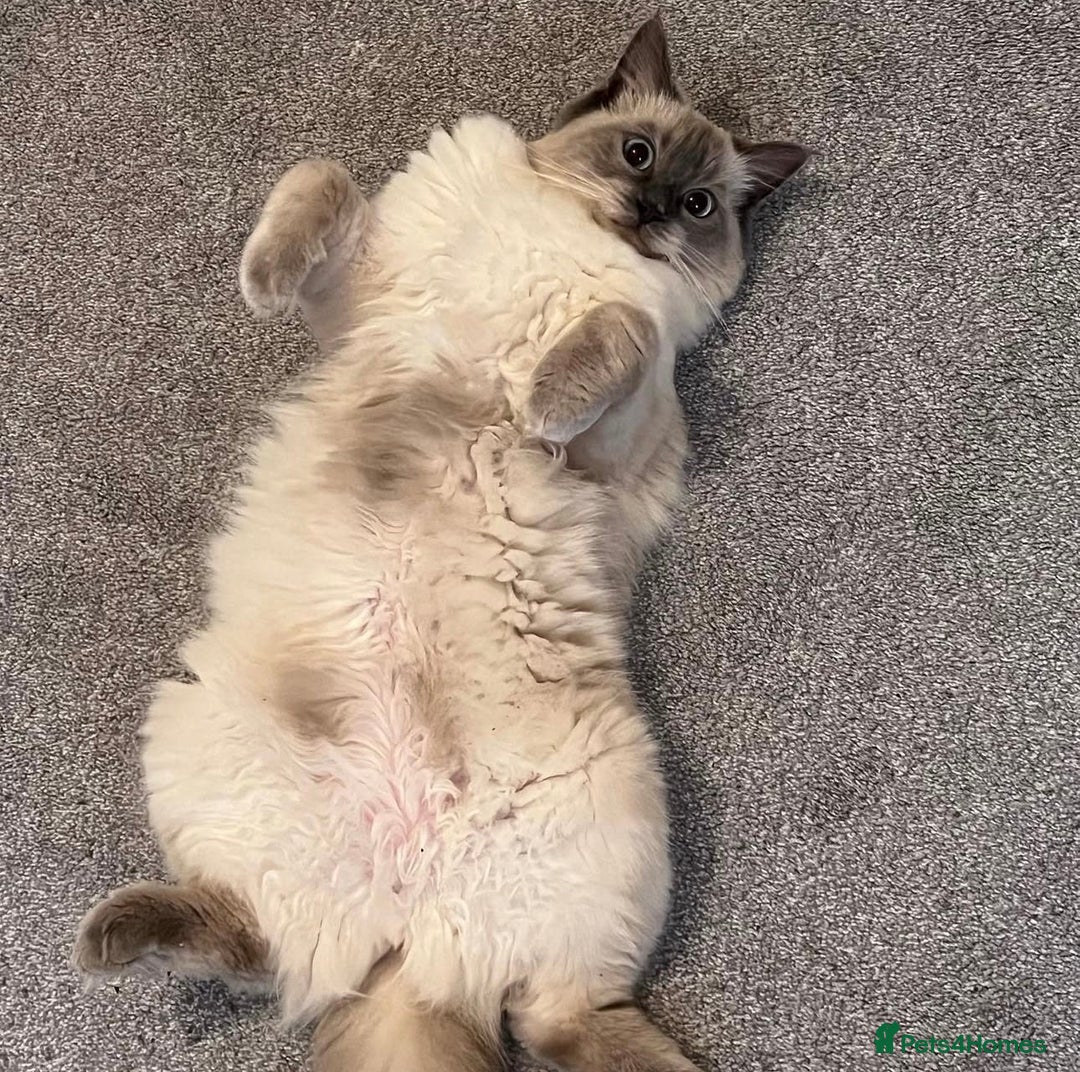 Ragdoll cats for sale: 3 year old Female Ragdoll - Image 1