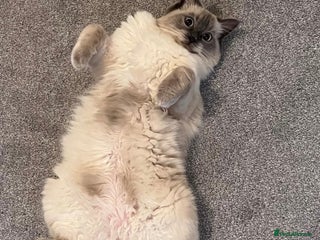 Ragdoll cats - Advert 8