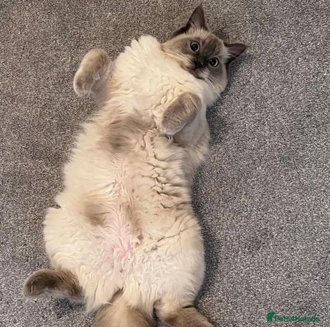 Ragdoll cats - Advert 12