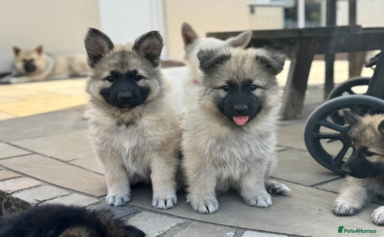 German Shepherd dogs - Advert 1
