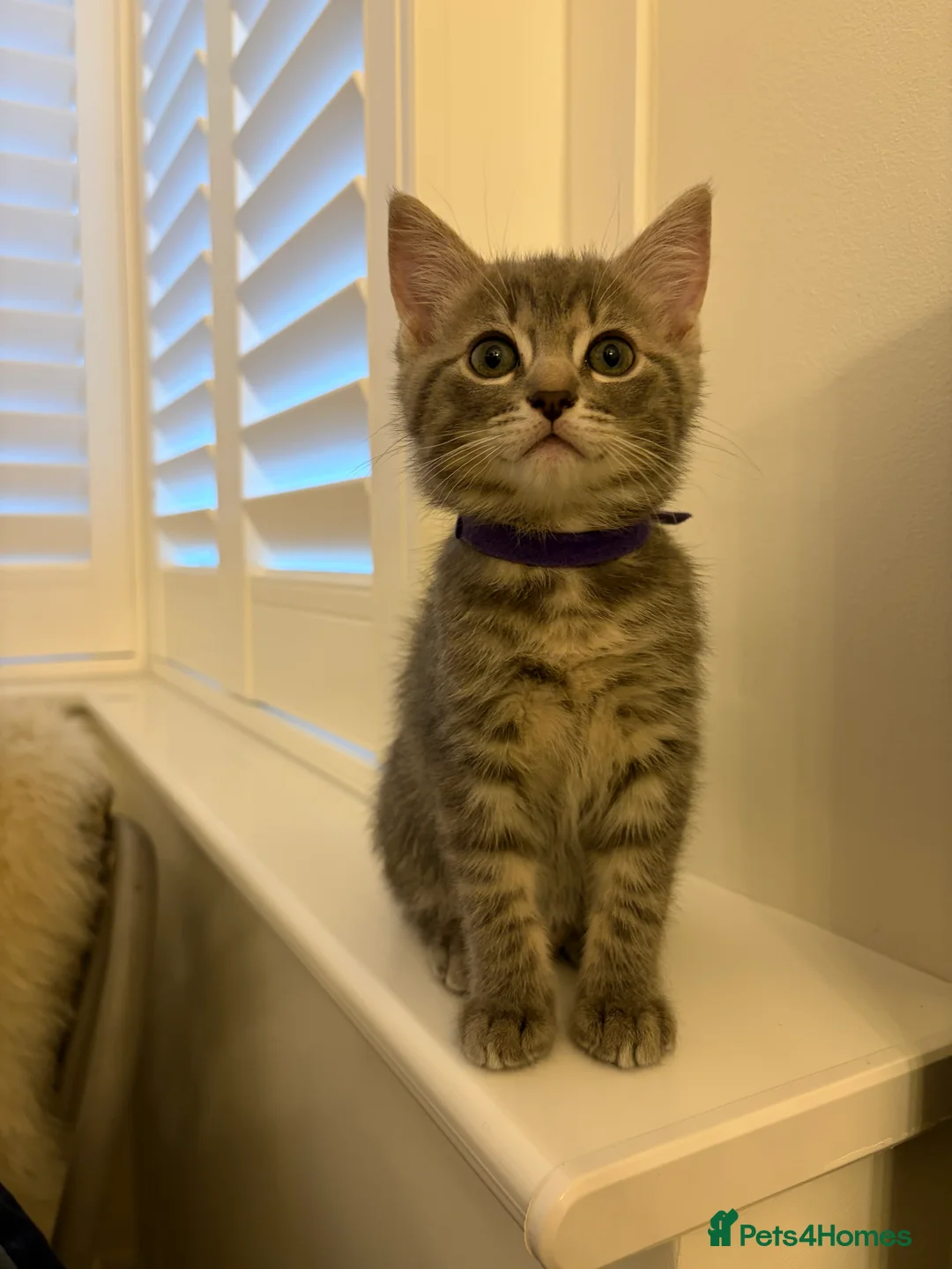 Ragdoll cats for sale: Ragdoll mix kittens  - Advert 22