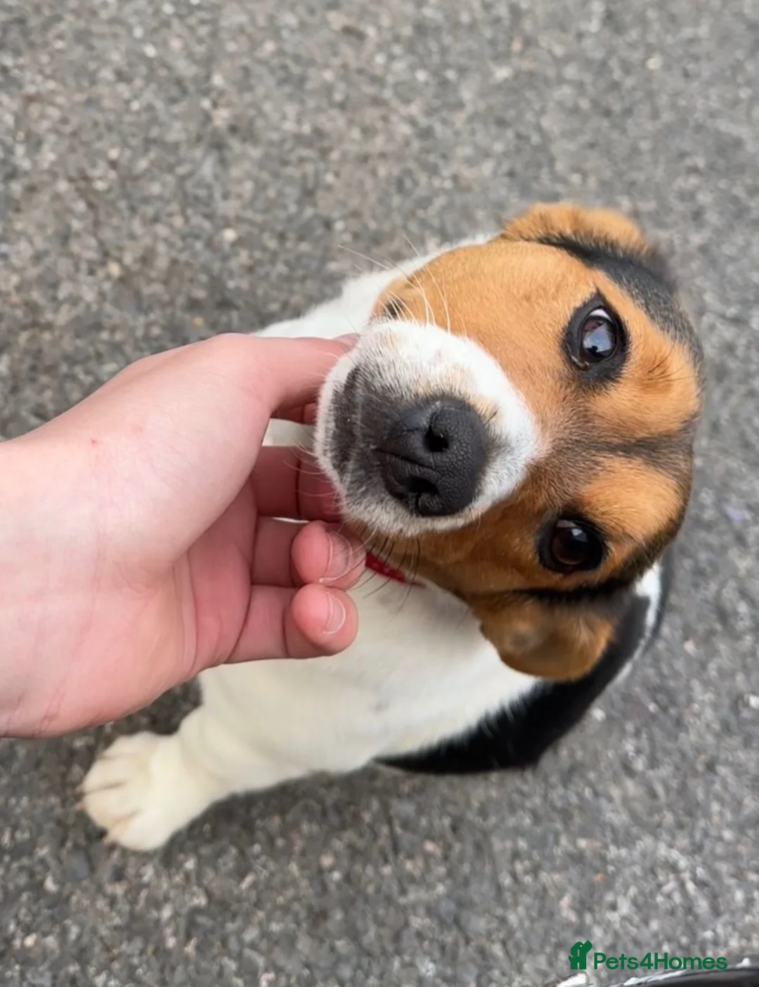 Jack Russell dogs for sale: 6 Lovley Jack Russel pups  - Advert 1