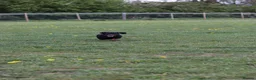 Dachshund dogs for sale: 4 year old spayed standard dachshund  - Advert 27
