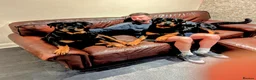 Rottweiler dogs for sale: Rottweiler puppy's X2 Boys  - Advert 15