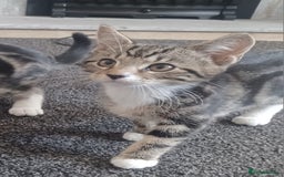 Mixed Breed cats for sale: Gorgeous Bengal x babies **READY NOW** - Image 2