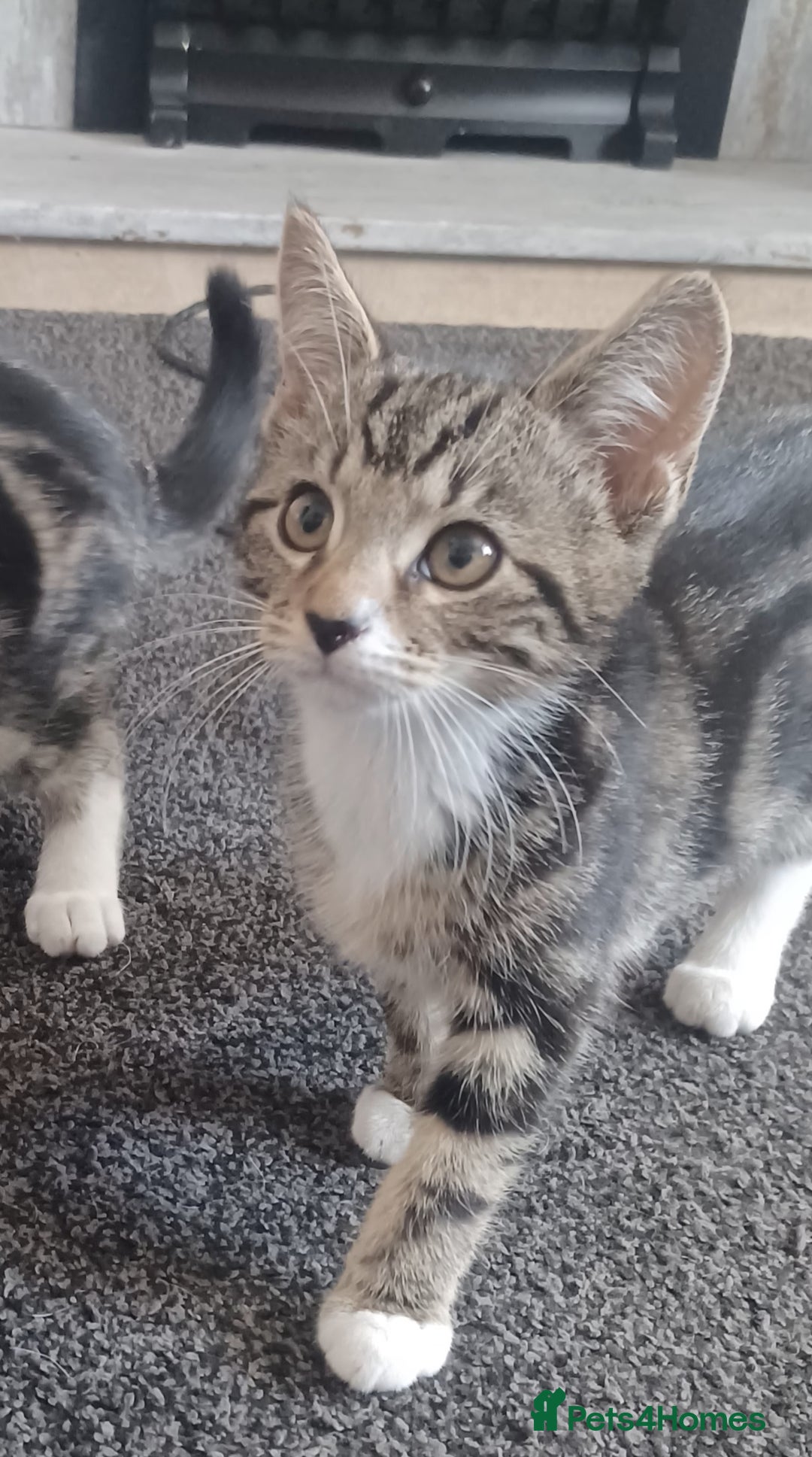 Mixed Breed cats for sale: Gorgeous Bengal x babies **READY NOW** - Image 2