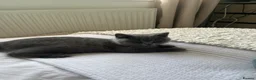 British Shorthair cats for sale: Beautiful British shorthair for sale £1000 - Advert 3